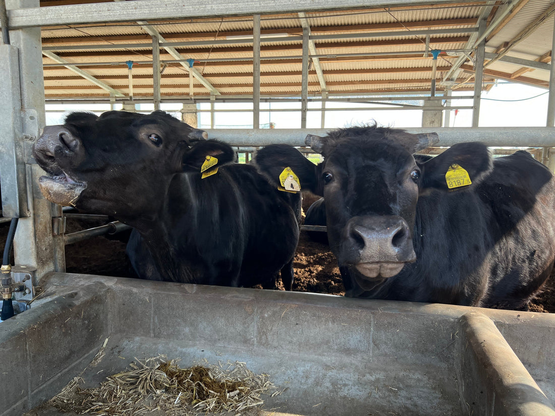 En smakresa till Miyazaki: Där vind och natur skapar världens finaste Wagyu